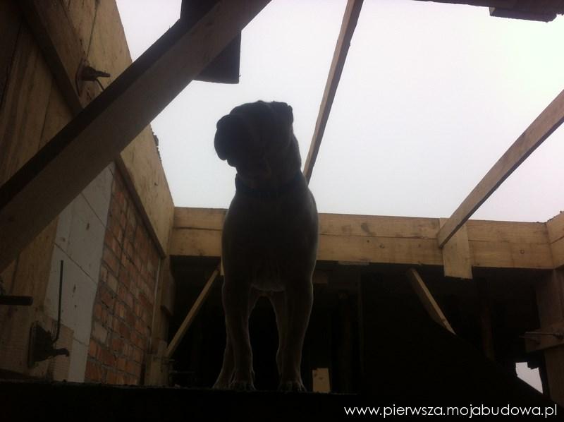 blog budowlany - mojabudowa.pl